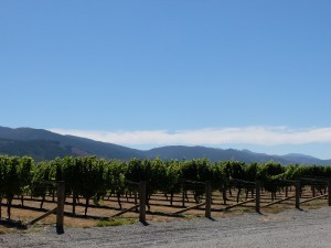 Vines at - Wairau River Wines. 