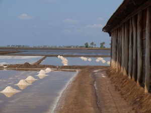 Salt fields