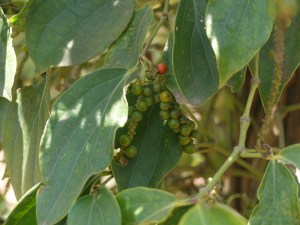 Kampot Pepper